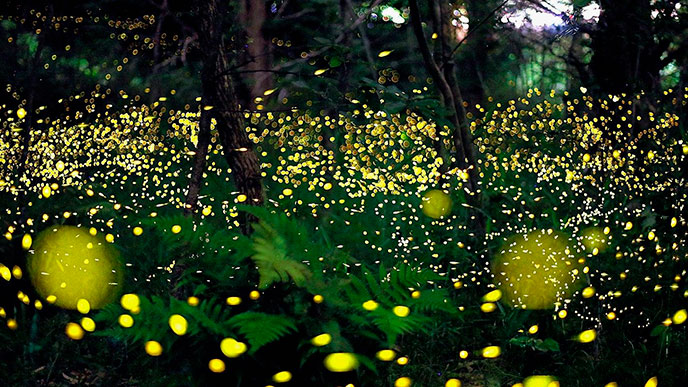 The magic light of fireflies