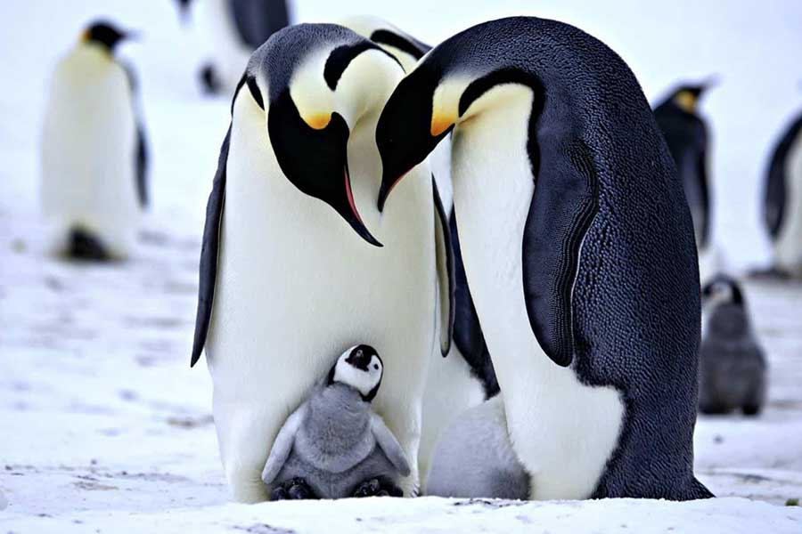 what can you learn from penguins 1